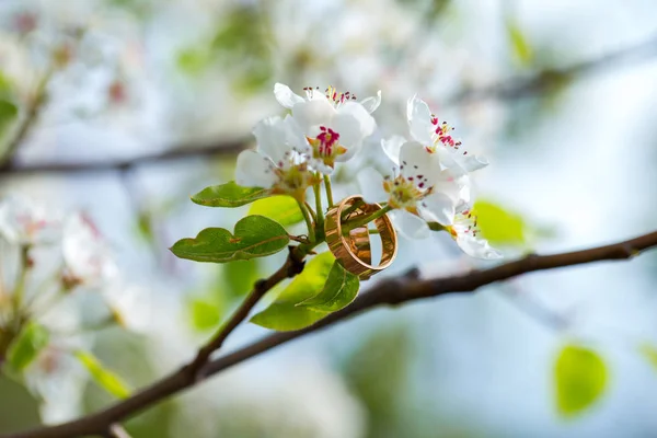 Anelli nuziali primo piano con fiori di ciliegio — Foto Stock