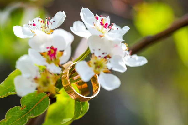 Anelli nuziali primo piano con fiori di ciliegio — Foto Stock