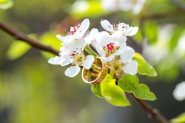 Anelli nuziali primo piano con fiori di ciliegio — Foto Stock