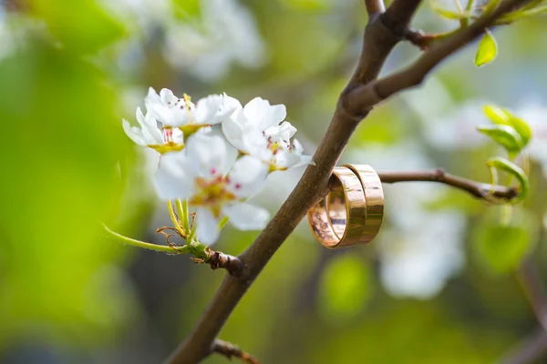Wedding rings closeup with cherry flowers — Stock Photo, Image