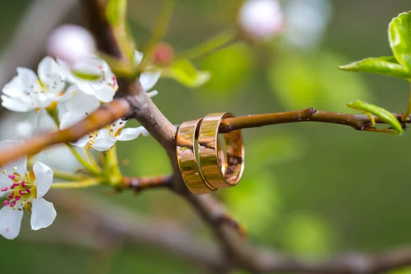 Anelli nuziali primo piano con fiori di ciliegio — Foto Stock