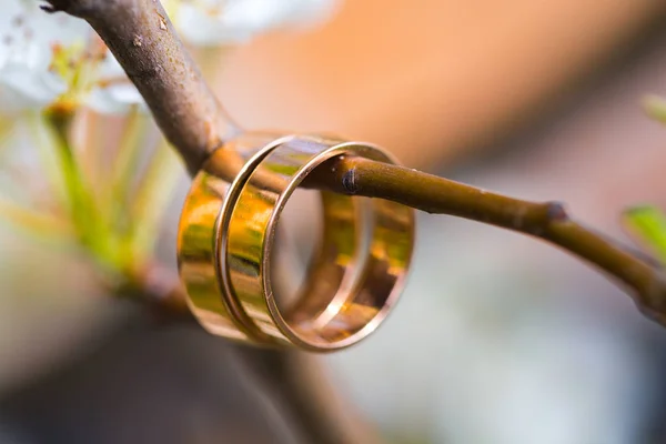 Wedding rings closeup with cherry flowers — Stock Photo, Image