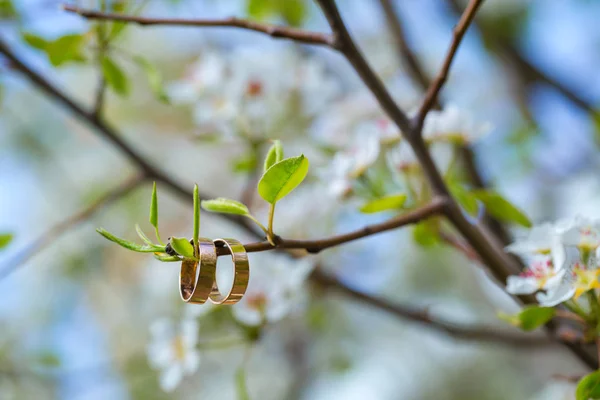 Anelli nuziali primo piano con fiori di ciliegio — Foto Stock