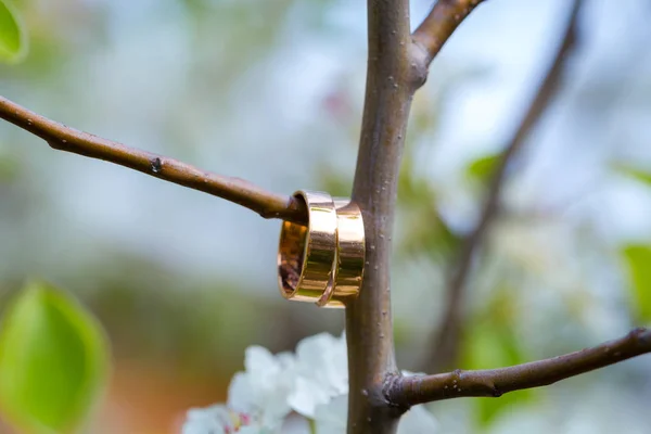 Wedding rings closeup with cherry flowers — Stock Photo, Image