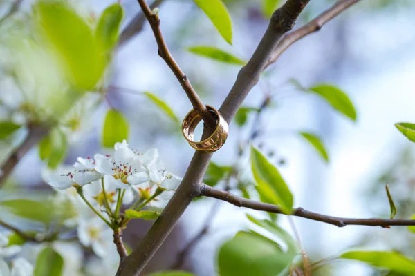 Vigselringar närbild med körsbär blommor — Stockfoto