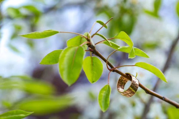 Trouwringen close-up met cherry bloemen — Stockfoto