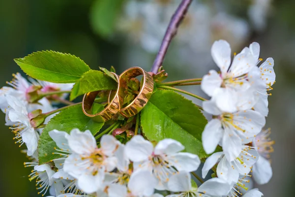 Anelli nuziali primo piano con fiori di ciliegio — Foto Stock