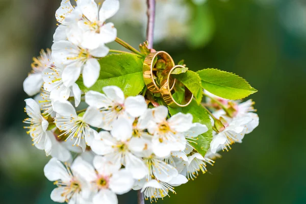 Anelli nuziali primo piano con fiori di ciliegio — Foto Stock