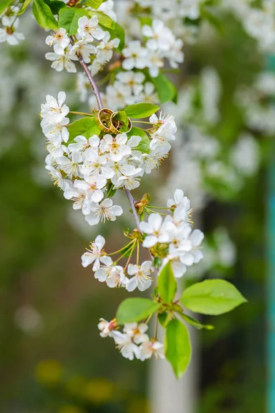 Anelli nuziali primo piano con fiori di ciliegio — Foto Stock