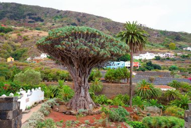 Tenerife 'deki Volkanik Teide Dağı