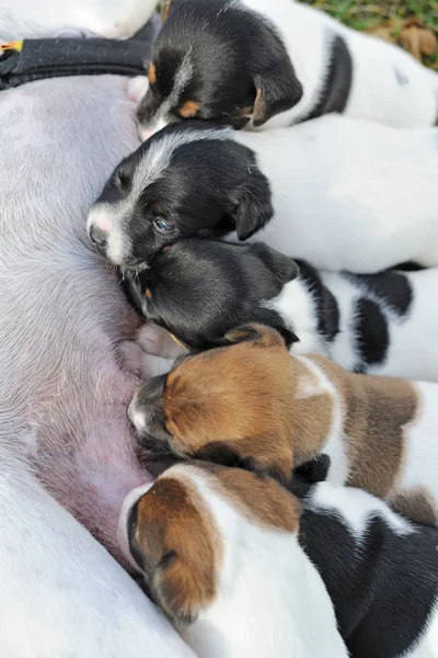 잭의 강아지의 그룹을 가까이 그들의 어머니 로부터 우유를 빨 아 러셀 — 스톡 사진