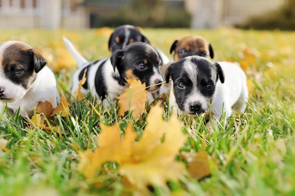 Kleine pups van een jack russell buiten spelen — Stockfoto