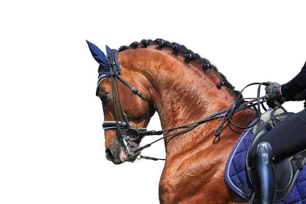 Hoofd Van Mooie Dressuur Paard Geïsoleerd Witte Achtergrond — Stockfoto