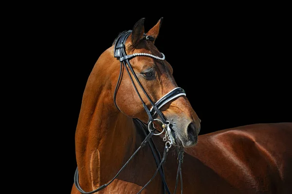 Bellissimo Stallone Dressage Doppia Briglia Isolato Sfondo Nero — Foto Stock