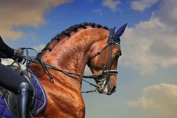 Выездка: лошадь и всадник против голубого неба
