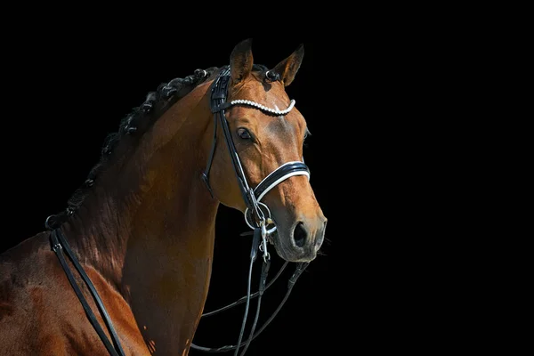 Mooie Dressuurhengst Dubbel Hoofdstel Geïsoleerd Zwarte Achtergrond — Stockfoto