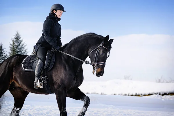 Passeios Cavalo Treinamento Inverno — Fotografia de Stock