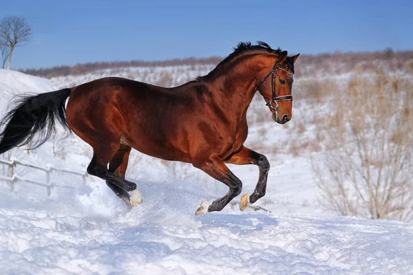 Beau Cheval Baie Galopant Dans Champ Hiver — Photo