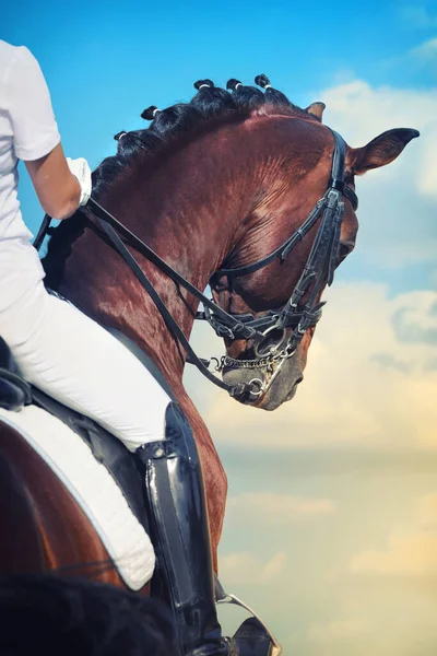 ドレス 青い空に対する馬とライダー — ストック写真