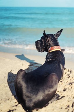 Deniz kenarındaki Kara Danua