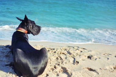 Deniz kenarındaki Kara Danua