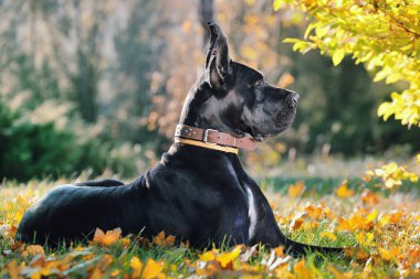 Siyah Büyük Danua sonbahar arkaplanında yeşil çimlerde uzanıyor.