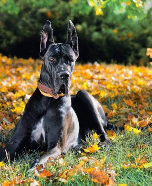 Siyah Büyük Danua sonbahar arkaplanında yeşil çimlerde uzanıyor.