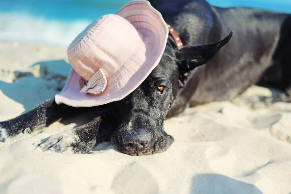 海側の帽子の黒グレートデーン — ストック写真