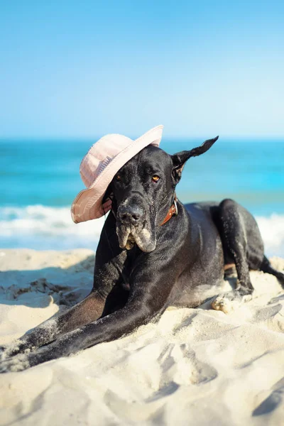 海側の帽子の黒グレートデーン — ストック写真