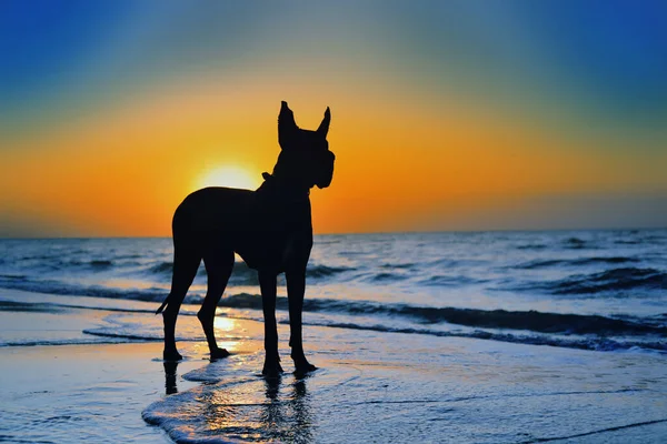 Negro Gran Danés Lado Del Mar Atardecer — Foto de Stock