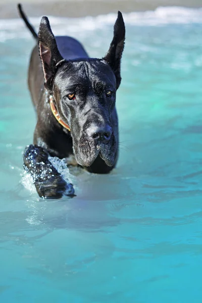 Preto Great Dane Nadando Mar — Fotografia de Stock