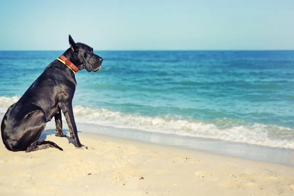 Black Great Dane Sea Side — Stock Photo, Image