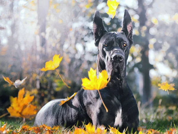 Μαύρο Great Dane Βρίσκεται Στο Πράσινο Γρασίδι Φθινόπωρο Φόντο — Φωτογραφία Αρχείου