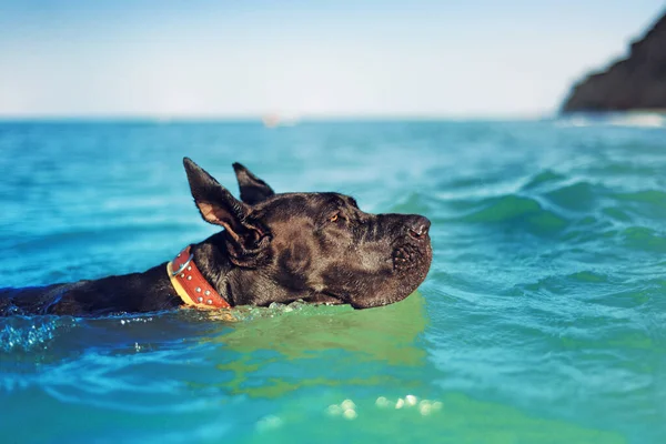 Black Great Dane Plavání Moři Stock Fotografie