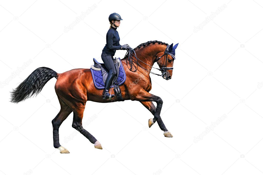 Female dressage rider on bay horse, isolated on white background
