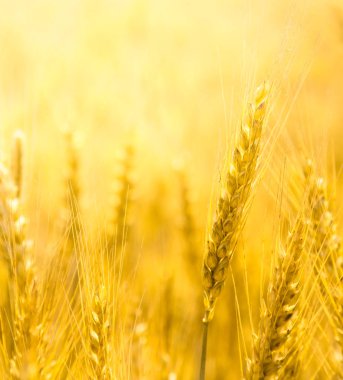 Buğday kulak closeup görünümü