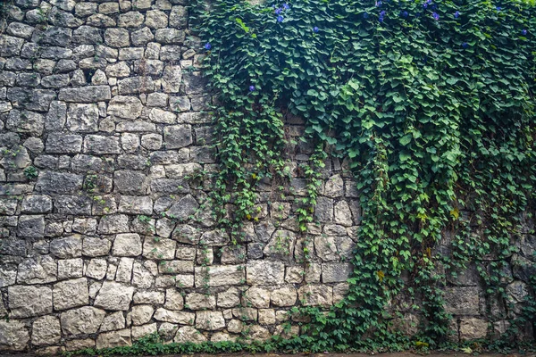 Ivy escalando el viejo muro — Foto de Stock