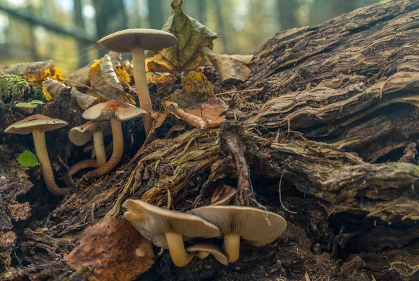 Famiglia di funghi — Foto Stock