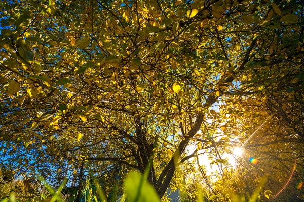 Сонячне світло в осінньому саду — стокове фото