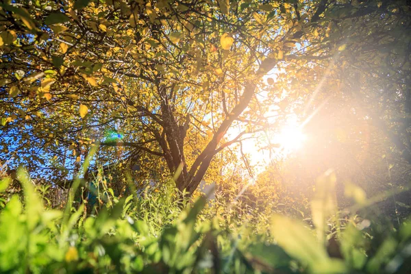 Lumière du soleil dans le jardin d'automne — Photo