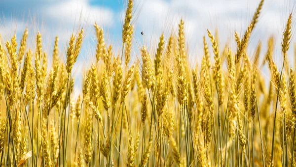 밀이 근접 촬영 보기 — 스톡 사진