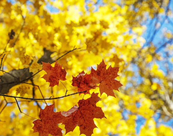 Helle Herbstblätter lizenzfreie Stockfotos