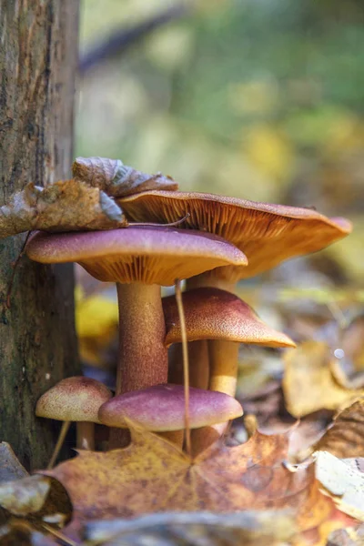 Семья грибов Стоковое Фото