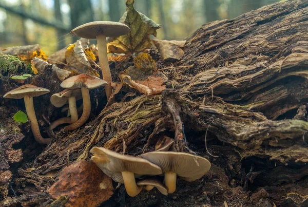 Семья грибов Лицензионные Стоковые Фото
