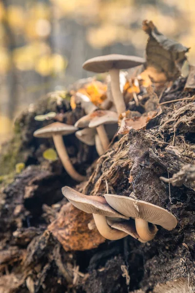 Familie der Pilze lizenzfreie Stockbilder