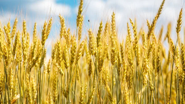 Крупный план пшеничного уха Стоковая Картинка