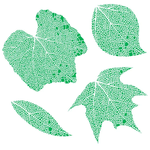 Feuilles de dentelle verte — Image vectorielle