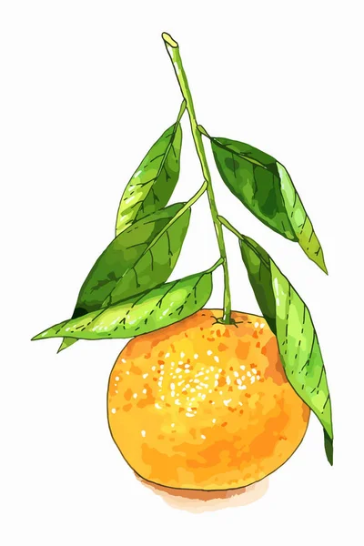 Ilustración de fruta de mandarina — Vector de stock