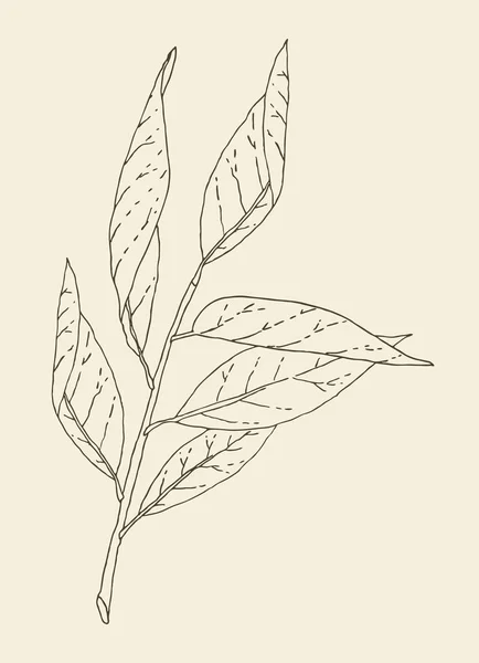 Illustration branche arbre — Image vectorielle