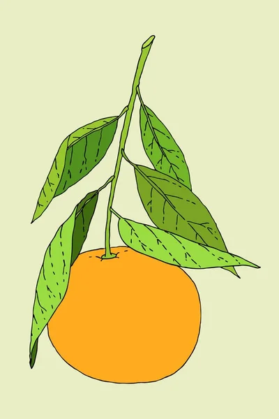 Ilustración de fruta de mandarina — Vector de stock